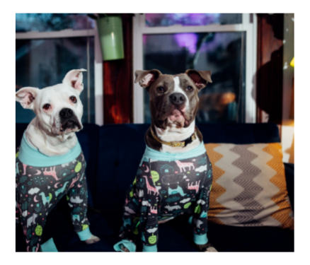 dogs in pajamas image
