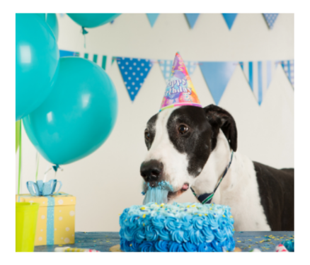 dog licking a birthday cake image
