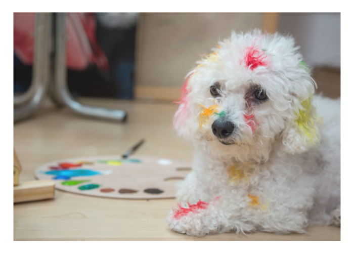 small dog with paint on it image