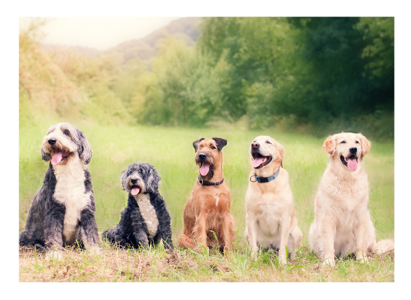 dogs in a row in grass image
