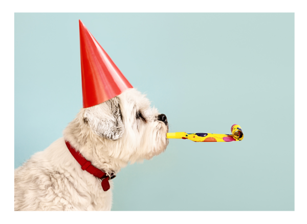dog birthday party accessories image