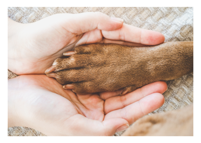 dog paw in human hands image