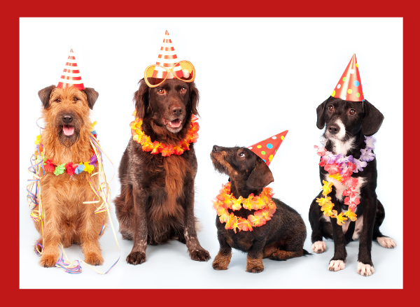 dogs with party accessories image