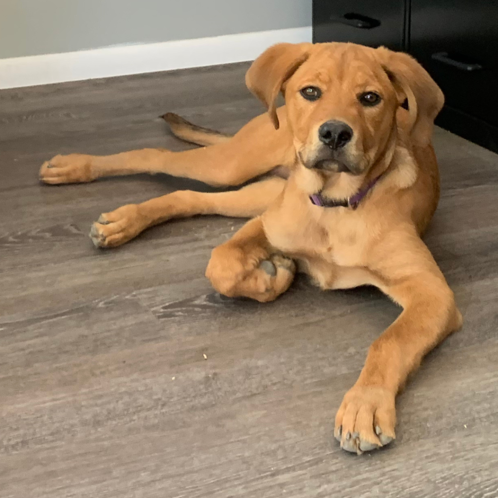 About Dogs of Tucson Indoor Outdoor MembersOnly Dog Park Tucson, AZ