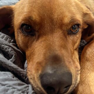 The Bark Park, Dogs of Tucson