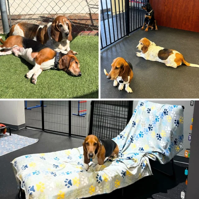 "I wish I could give a solid 10 star review!!!!⠀
I can not express how AMAZING Dogs of Tucson is!!!! 💜💜💜⠀
⠀
I have always been nervous and super uptight about anyone caring for my dogs, especially taking them somewhere to board. Dogs of Tucson was the absolute dream experience I always wanted but never thought I would find. Their playground is fantastic for all dogs. Daytime visits / doggie care are wonderful, and my 2 dogs love going. Recently, I decided to let the dogs stay overnight to see how it would be. THE EXPERIENCE WAS AMAZING!!!!!!⠀
⠀
From the reception to the texted photo PUPDATES to pick up, I was OVERJOYED to see my fur babies so well cared for. Truly, it was like taking my fur babies to sleep away camp. At pick up, my dogs were so excited. They had made so many other doggy friends who were there, and my dogs were just having a wonderful time. ⠀
⠀
This will be my ONLY PLACE IN TUCSON that my dogs will go to when I need to leave town. Thank you so much for caring for Jac & TinaBelle as if they were your very own fur babies!!! 💜💜💜" – Van⠀
⠀
Thank you so much! ❤️ It means the world to us to hear about how comfortable and happy you were with the experience, we just adore Jac & TinaBelle! We care about each and every single dog that comes through the doors, so we always aim to make our doggie daycare and dog boarding FUN! We are so grateful to have a great community that trusts our professional, caring staff with their fur babies.⠀
⠀
#DogsofTucson #DogLovers #TucsonBusiness #TucsonDogs #PetParent #DogPark #DogLovers #DogDaycare #DogBoarding