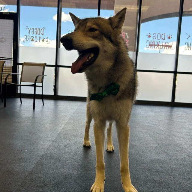 🐾 Join Us for Puppy Socialization Hour! 🐾

Calling all puppy pawrents! Looking for a fun and safe environment to help your furry friend socialize? Look no further!

Our Puppy Socialization is the perfect opportunity for your little ones to meet and play with their fellow pups.

🗓️ When: Every Saturday
⏰ Time: 10 AM

The Details:
Our social hours are specially designed for puppies under one year old. To ensure a fun and safe experience, all puppies must be current on vaccinations (rabies, distemper, and bordetella) and have an active social eval.

Why Attend?
Socializing your puppy is crucial for their development.

It helps them learn proper doggy etiquette and boosts confidence while meeting new friends in a controlled environment.

Your pup will benefit immensely from interacting with other dogs while you connect with fellow dog pawrents!

So mark your calendars and come join us Saturday at Puppy Socialization —it’s guaranteed fun for both you and your furriend!

🐶✨ We can’t wait to see you there! ✨🐶 #indoordogpark  #puppysocialization #dogsoftucson