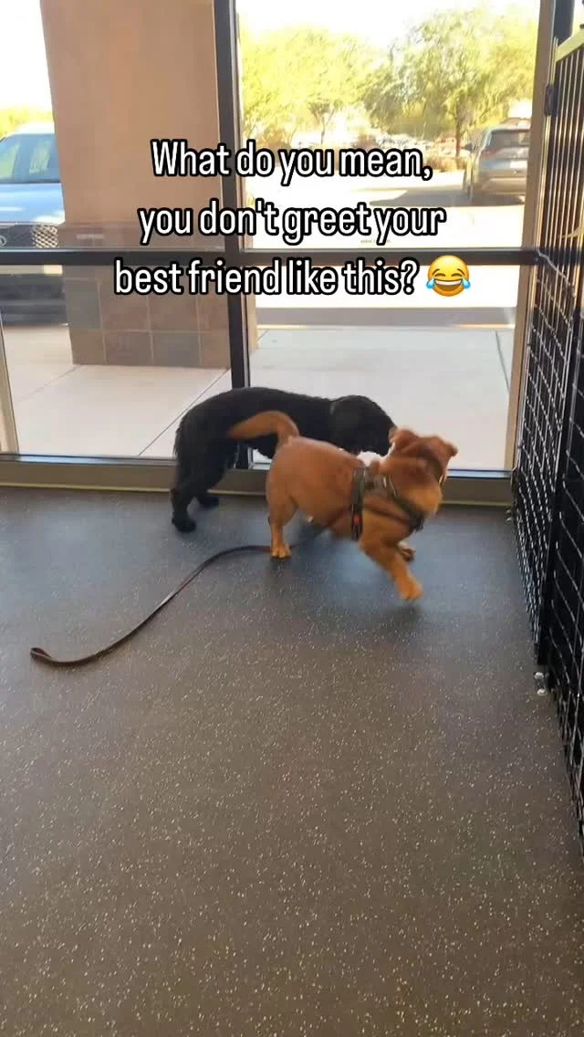 What do you mean, you don’t greet your best friend like this? 😂 We get a kick out of how our pack interacts together. These two always have a blast! 

Why not let your dog in on the fun? Join Dogs of Tucson! 

#DogsofTucson #DogLovers #TucsonBusiness #TucsonDogs #PetParent #DogPark #DogLovers