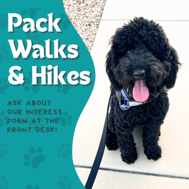 It's Canine Fitness Month! 🐾 

We all know our best furriends need time to run, play, and use all of their energy. While Dogs of Tucson is a great place to start, regular walks are also important! We're starting a group for walking and hiking, so that we can enjoy the fun, motivation, and safety of exercising together. Ask about our interest form at the front desk!

#DogsofTucson #DogLovers #TucsonBusiness #TucsonDogs #PetParent #DogPark #DogLovers #Hiking #DogWalking #DogWalks