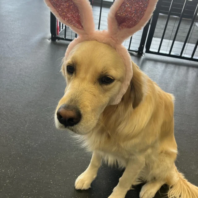 The cutest bunnies at @dogsoftucsonarizona hopping into remind you we are closed Easter except for staycations.