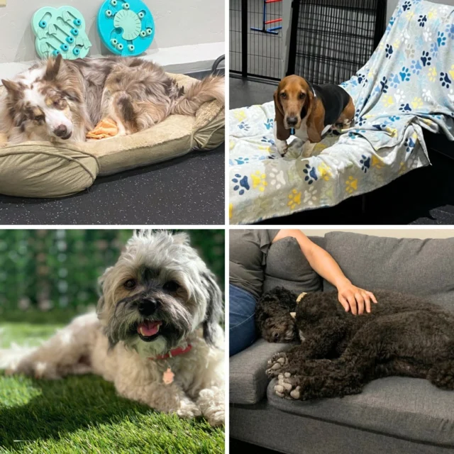 We don't believe in traditional dog boarding– that's why we call ours Dog Staycations! They're truly fun, relaxing experiences, which include:

🐾 Overnight staff: Your dog will have human company 24/7. Dogs are comfortable staying with us, because they already know our team. You can count on plenty of cuddles and human attention! 
🐾 Cage-free or kennel-free Boarding: Our pups are all familiar with each other and we always have a team member on-site with them. This allows us to comfortably welcome dogs without the need for crating them! They'll enjoy dog daycare during the day and get plenty of breaks to rest, as well. 
🐾 Never understaffed: Some boarding places are tragically understaffed. Our team NEVER has more than 10-12 dogs per human working. We're always fully capable of handling the number of dogs we're watching! 
🐾 No Up-Charges: We don't add up-charges for pictures and updates– we always send at least two updates a day!

We always aim to make your dog's experience fun and comfortable!

#DogsofTucson #DogLovers #TucsonBusiness #TucsonDogs #PetParent #DogPark #DogLovers #TucsonEvents #DogBoarding