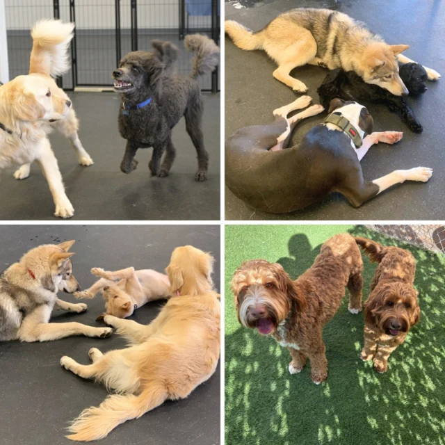 Our Bark Park is a place for you and your dog to socialize, play, and make lifelong furriends! Membership includes:⠀
⠀
🐾 An open, indoor, air conditioned space with plenty of room for your dog to run around in.⠀
🐾 A safe pack for your dog to join, where all dogs have gone through a social eval so you know that they're vaccinated, spayed/neutered, and dog social. ⠀
🐾 Local events made for dog lovers, giving you the opportunity to spend fun quality time with your dog and the community.⠀
🐾 Rufferee supervision! Our team is trained to make good dog-to-dog introductions, watch for ruff play, and ensure a safe and happy environment!⠀
 ⠀
#DogsofTucson #DogLovers #TucsonBusiness #TucsonDogs #PetParent #DogPark #DogLovers #DogDaycare #DoggieDaycare