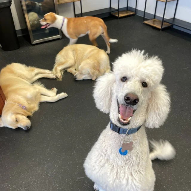At Dogs of Tucson, we believe that socialization is the key creating a happy, healthy, and fulfilling life for our dogs. Our spacious indoor dog park is here to create a safe space for dogs of all breeds and sizes to play, learn, and make new friends! No more worrying about the weather or the danger of unsupervised outdoor spaces– here, you can rely on us!

It’s not just great for our pups! Our facility is here to create human connections, too– giving you access to a community of pet parents where you can talk, share tips, and start friendships. We host lots of events including our learning series, special playtimes, holidays, and monthly birthday parties, so there’s always something for you to join in on!

Join us as we nurture this community focused on giving our dogs their best lives!

#DogsofTucson #DogLovers #TucsonBusiness #TucsonDogs #PetParent #DogPark #DogLovers #DogDaycare #DogBoarding