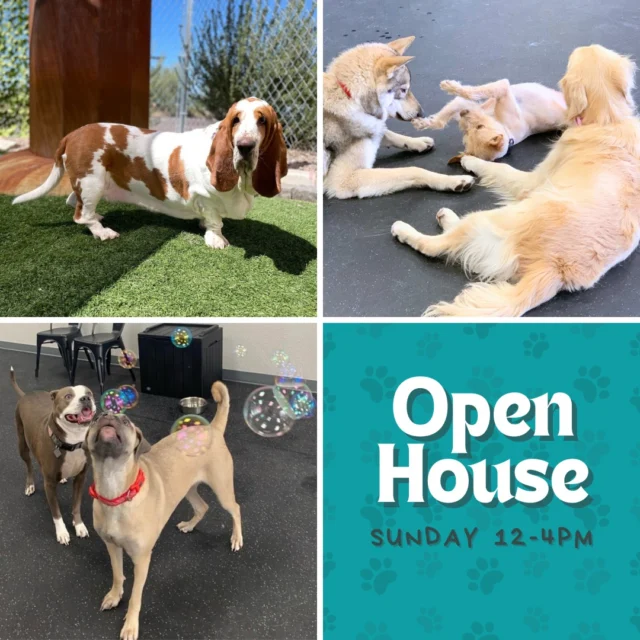 Join us this Sunday for a special open house! 🐾

We're hosting a special National Lemonade Day Open House from 12-4pm and we'd love to see you there. Have you been wanting to come check out our space? This is your chance! Stop in for some lemonade, tour our facility, and learn about what makes us different. (We cannot allow dogs that haven't had a social eval into our facility, so please leave your furry friends at home. ❤️)

Here's your sign to stop by the Bark Park this week! #DogsofTucson #DogLovers #TucsonBusiness #TucsonDogs #PetParent #DogPark #DogLovers