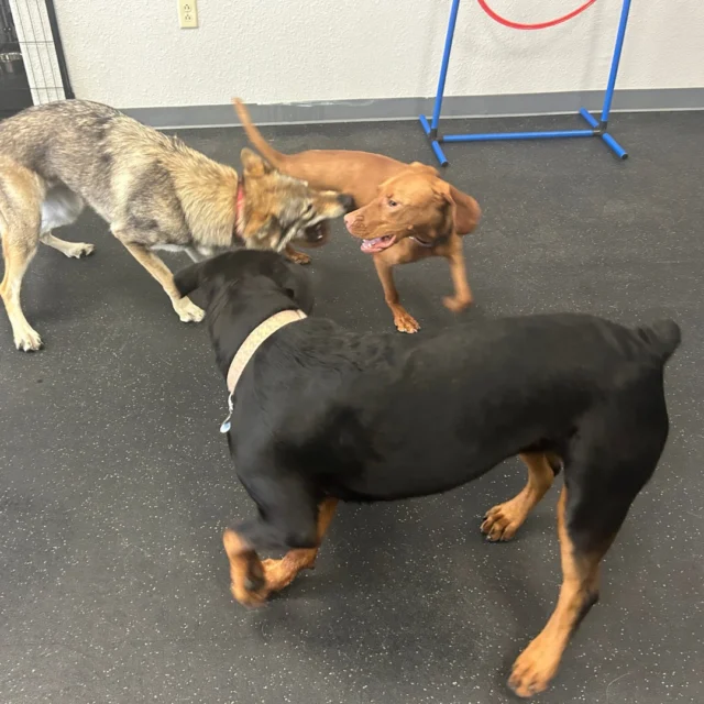 "I toured a doggie daycare with 60+ dogs in rooms with no windows and shut doors. No sight lines. The dogs went potty inside. There was one human in the building. No humans playing with the animals. The building smelled like bleach. I don’t feel like I need to say it, but for those wondering — this is not the way you socialize dogs.⠀
⠀
Dogs going potty indoors have accidents at home and one human cannot property watch 60+ dogs. If you are looking for boarding or doggy daycare, please tour the property and ask questions. Find out their dog to human ratio, ask what your dog will be doing all day and how long they will kennel your dog, make sure your dog has outside access, and find out if they monitor with humans or just video cameras." – Frankie⠀
⠀
This is sadly the typical boarding experience. As a dog lover, it was devastating to see. I toured one facility here in Tucson and the conditions I saw still make me cringe - the above quote is what I shared to social media that day. It is not that the people working in these facilities don’t love dogs. I believe some do. However, when you have 100+ kenneled dogs, it is hard to give any individual time, attention, and care.⠀
⠀
Situations like this one are a reminder of why we started Dogs of Tucson. We're different than any other dog boarding facility, because of our: small human-to-dog ratio, 24/7 human companionship, outdoor potty times, plenty of playtime with other dogs, and individual time, attention, and love. ⠀
⠀
Your dog will have a caring and professional team member to provide cuddles and help your dog settle in for the night. They will be kept happy and comfortable by people that have studied dog behavior and know how to read their body language. We supervise any dog interactions to ensure all dogs are happy and safe– and we know when to give them breaks to relax and even nap! Your dog will have plenty of space, including a comfortable place to sleep and room to take a break from other dogs if wanted. ⠀
⠀
Let's talk about how Dogs of Tucson is different! ⠀
⠀
#DogsofTucson #DogLovers #TucsonBusiness #TucsonDogs #PetParent #DogPark #DogLovers #TucsonEvents #DogBoarding