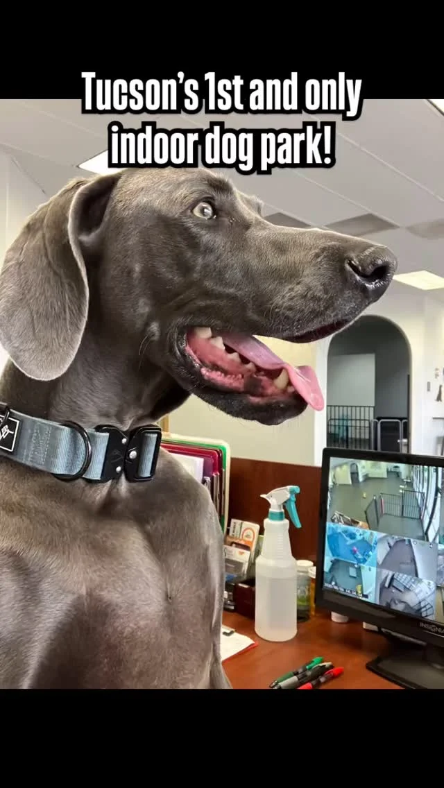 Saw a claim today from a new indoor dog park that they are the first and only indoor dog park in Arizona. Please do your research. We opened in 2023 as the 2nd indoor dog park in Arizona and first (and only) in Tucson. 🩷🐾

📍 Dogs of Tucson 3805 W River Road Suite 105

☎️ 520-492-3015

🏆🥇 2024 Favorite for Best Pet Daycare/Boarding by Arizona Reader’s Choice! 

🏆🥇 2022 2023 2024 Neighborhood Favs NextDoor.

🏆🥇 2024 The Best Dog Walker Catalina Foothills.

#dogfriends #tucsonpetcare #tucsondogs #doglovers #smallbusiness #doggiedaycare #dogsoftucson #indoordogpark #dogpark #dogdaycare #dogboarding #dogtraining #shopsmall #shoplocal #tucsondogs #dogs