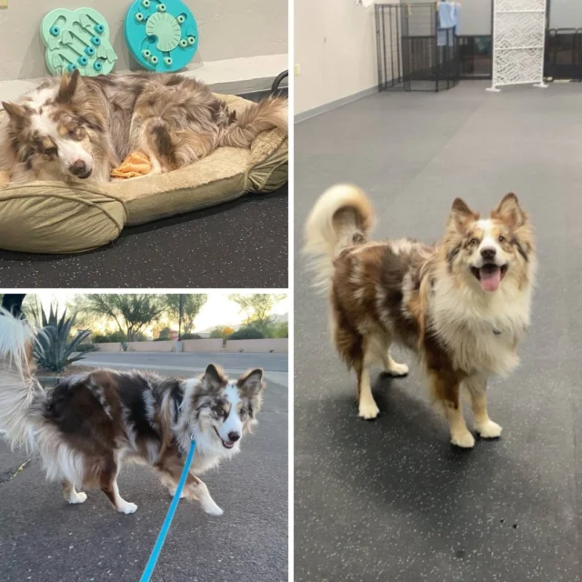 Yes, our team offers dog boarding. However, we call ours Dog Staycations! That's because they're truly fun, relaxing experiences, like sleepovers for dogs! They include:

🐾 Overnight staff: Your dog will have human company 24/7. Dogs are comfortable staying with us, because they already know our team. You can count on plenty of cuddles and human attention! 
🐾 Time to Socialize: Our pups are all familiar with each other and we always have a team member on-site with them. They'll enjoy dog daycare during the day and get plenty of breaks to rest, as well. 
🐾 Never understaffed: Some boarding places are tragically understaffed. Our team NEVER has more than 10-12 dogs per human working. We're always fully capable of handling the number of dogs we're watching! 
🐾 No Up-Charges: We don't add up-charges for pictures and updates– we always send at least two updates a day!

We always aim to make your dog's experience fun and comfortable!

#DogsofTucson #DogLovers #TucsonBusiness #TucsonDogs #PetParent #DogPark #DogLovers #TucsonEvents #DogBoarding