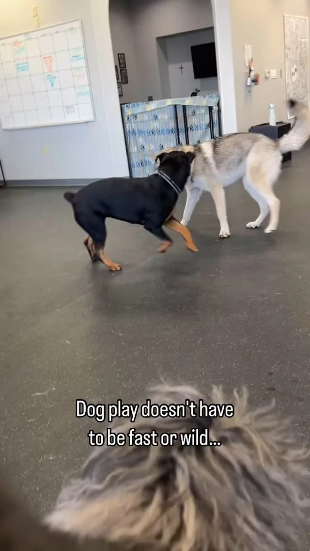 Dog play doesn’t have to be fast or wild, especially if they’re out of breath. You might witness some more leisurely play, like these two are having, including short breaks to check in with one another.

Learn more about your dog’s behavior from the team at Dogs of Tucson! 

#DogsofTucson #DogLovers #TucsonBusiness #TucsonDogs #PetParent #DogPark #DogLovers