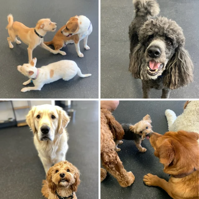The Dogs of Tucson Bark Park is a safe space for you and your dog to socialize, play, and make furriends! Membership includes:⠀
⠀
🐾 An open, indoor, air conditioned space with plenty of room where your dog can run around and play no matter the weather.⠀
🐾 A safe pack for your dog to join, where all dogs have gone through a social eval so you know that they're vaccinated, spayed/neutered, and dog social. ⠀
🐾 Local events made for dog lovers, giving you the opportunity to spend fun quality time with your dog and the community.⠀
🐾 Rufferee supervision! Our team is trained to make good dog-to-dog introductions, watch for ruff play, and ensure a safe and happy environment!⠀
 ⠀
#DogsofTucson #DogLovers #TucsonBusiness #TucsonDogs #PetParent #DogPark #DogLovers #DogDaycare #DoggieDaycare