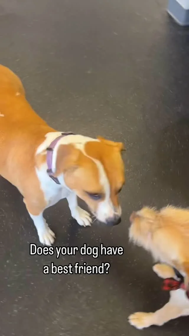 Does your dog have a best friend? ❤️ How do they play together? These two are fast, mouthy, and love to take short breaks while taking turns who’s chasing who. We love to watch!

Let your dog in on the fun! Join Dogs of Tucson. 🐾

#DogsofTucson #DogLovers #TucsonBusiness #TucsonDogs #PetParent #DogPark #DogLovers