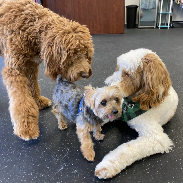 "We had a fantastic experience at the Dogs of Tucson indoor dog park, and our dog enjoyed it so much that we decided to become members! The facility is clean and well-maintained, offering a comfortable, climate-controlled environment that is perfect for Tucson's hot weather.

The staff at Dogs of Tucson are incredibly knowledgeable and caring. They are always attentive, ensuring that all the dogs interact appropriately and have a great time. Their dedication to creating a safe and enjoyable space for the dogs is evident in every aspect of the park.

Overall, Dogs of Tucson is the best choice for dog owners looking for a fun, safe, and cool place for their pets to play. Highly recommended!" – Buenas

We love having you as part of our dog park family! Thank you for sharing your experience. ❤️ Reviews from our members make a huge difference in supporting our business, we so always appreciate getting them!

#DogsofTucson #DogLovers #TucsonBusiness #TucsonDogs #PetParent #DogPark #DogLovers #DogDaycare #DogBoarding
