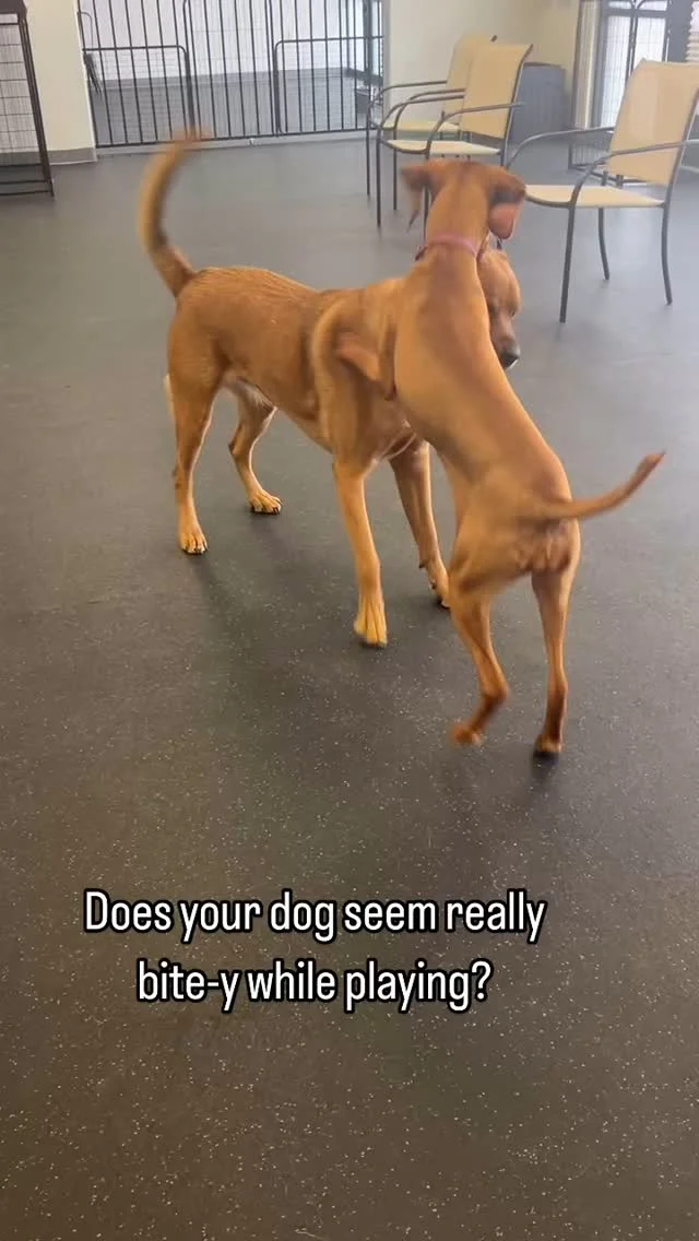 Don’t worry, that’s normal! 🐾

The signs of good dog play may seem scary to some people, but we know the signs really well– and using their mouths like this is normal. We love seeing dogs being dogs!

#DogsofTucson #DogLovers #TucsonBusiness #TucsonDogs #PetParent #DogPark #DogLovers