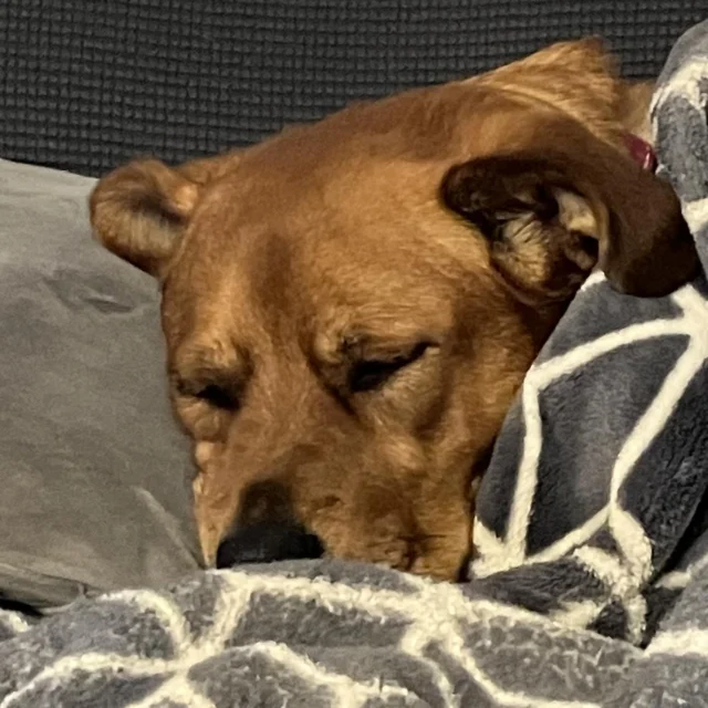 My favorite is when our members send us sleeping dog pictures after a great morning of play. 🩷🐾