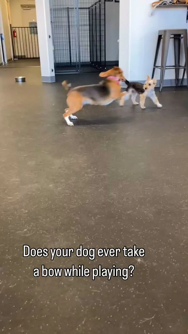 Does your dog ever take a bow while playing? 🐾 
Play bows are such a good sign! They’re a clear signal that the dog is inviting someone to play, whether it’s another dog or human. This makes it clear that they have good, fun intentions!

Learn more about your dog’s behavior from the team at Dogs of Tucson! 

#DogsofTucson #DogLovers #TucsonBusiness #TucsonDogs #PetParent #DogPark #DogLovers
