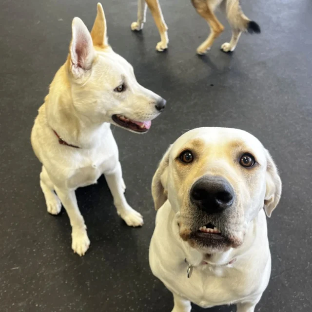 You don't have to leave your dog at home to go out! 🐾
Come to Dogs of Tucson, where you can both socialize and spend time with friends.

#DogsofTucson #DogLovers #PetParent #DogPark #TucsonDogs