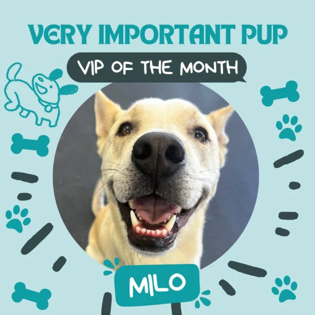 Today, we'd like to introduce our VIP (Very Important Pup) of the month! 🐾
This is Milo and he's a real sweetheart!

When he first came to Dogs of Tucson, he wasn’t sure how to play. He was very anxious about coming into the pack, so he started by going through a few park readiness sessions with our team.

Everything changed for him when he met his first furriend, Beau! He suddenly learned how to play so quickly! He went from being unsure of play and other pups to being one of our biggest social butterflies– who can make friends with anyone and everyone.

Milo loves to play with everyone! He has really found his voice and likes to tell his friends lots of things while they’re playing. He loves all of his friends, pup and human alike, and we love having him. Our team has loved watching his amazing growth! ❤️

#DogsofTucson #VeryImportantPup #TucsonBusiness #Socialization