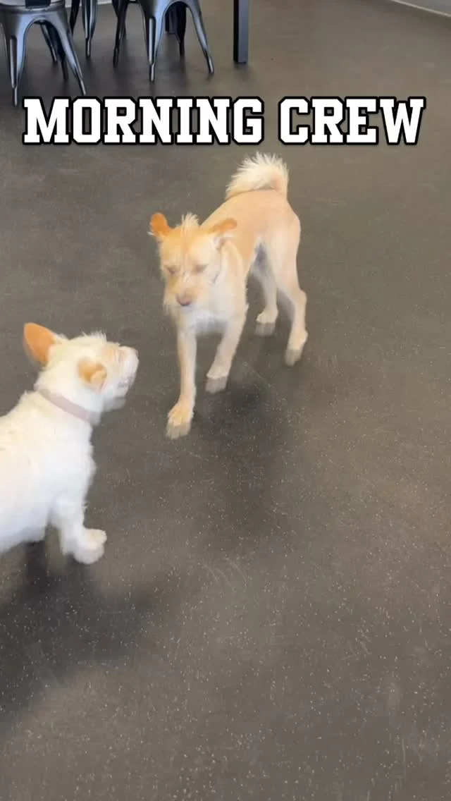 Best furreinds