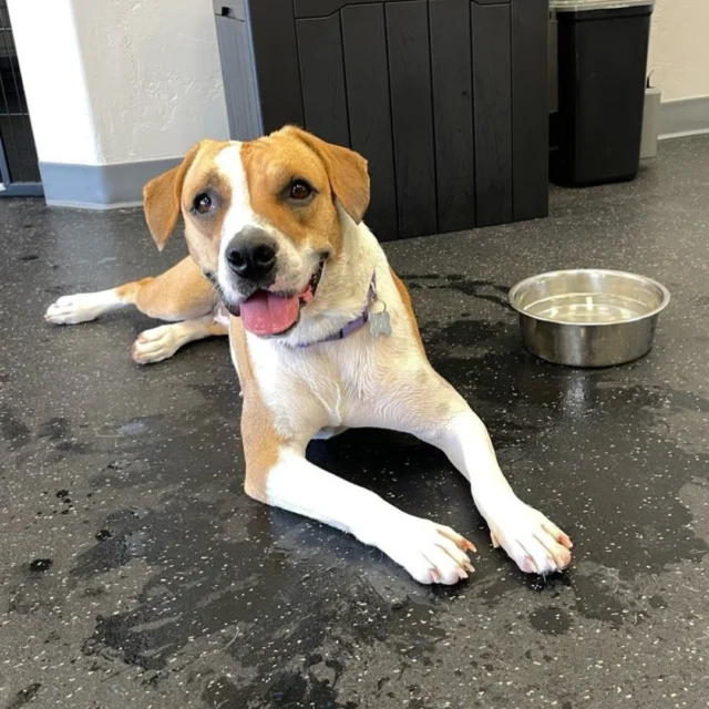 "Friendly and knowledgeable people, a focus on positive energy in corrections, clean facility, lots of room for doggos to run, has helped socialize Lola and give her more confidence, as well as lots of exercise and play." – Bennett

We aim to make our Bark Park a fun, positive experience for every dog and human that sets foot inside. That means using constructive corrections that dogs can learn from, not fear! ❤️ Reviews from our members make a huge difference in supporting our business, thank you for sharing yours!

#DogsofTucson #DogLovers #TucsonBusiness #TucsonDogs #PetParent #DogPark #DogLovers #DogDaycare #DogBoarding