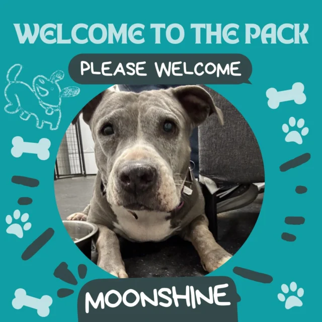 Say hi to Moonshine! This sweet girl is learning how to make new friends. She's so friendly and can't wait to play more, so we're excited to see her growth!

#DogsofTucson #DogLovers #TucsonBusiness #TucsonDogs #DogPark #Dogs