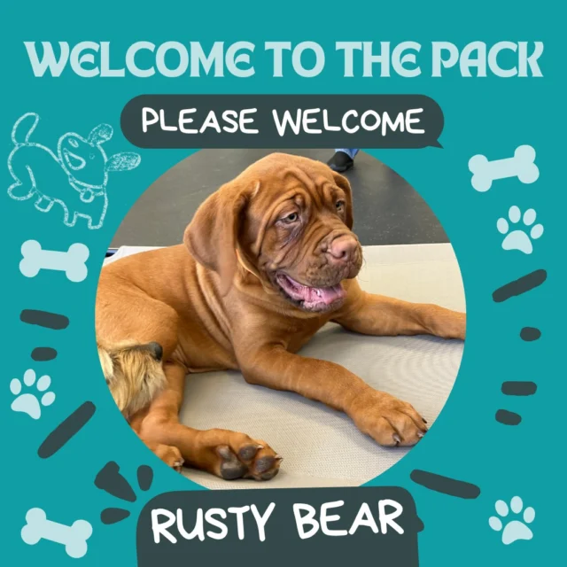 Let's all welcome Rusty Bear! Rusty Bear is a gentle soul. He may not have much socialization yet, but he's a young puppy and will definitely learn quickly! He's done great in getting to know Mulder, Kiva, Chaco, and Bailey!

#DogsofTucson #DogLovers #TucsonBusiness #TucsonDogs #DogPark #Dogs
