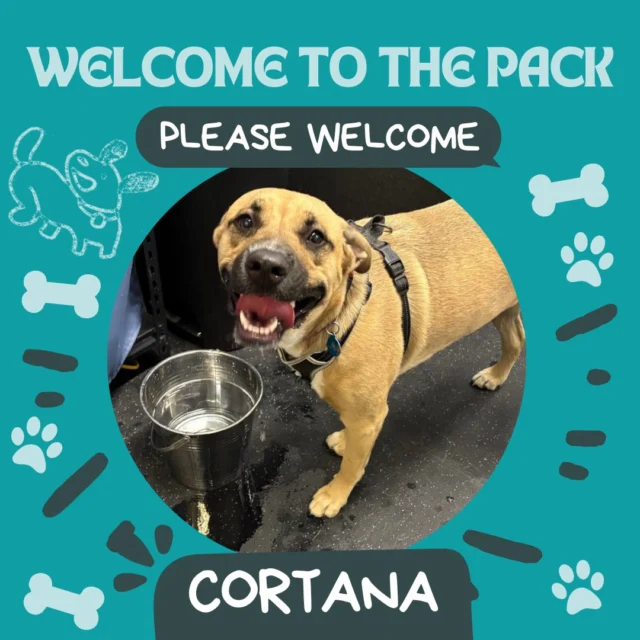 Please welcome Cortana! She's young and is still learning how to play, so we're excited to watch her grow! She's already been learning some amazing play bows and giving our human team lots of kisses. 

#DogsofTucson #DogLovers #TucsonBusiness #TucsonDogs #DogPark #Dogs