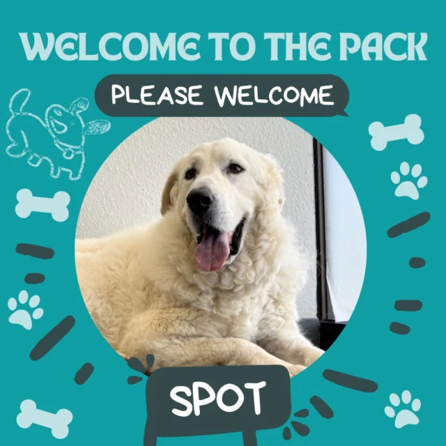 We're happy to welcome Spot! Spot is a Great Pyrenees, and we can't wait to see him form new friendships with our pack. He's already met Rosie, Max, Gabriel, Wyatt, and Wesley; we think they'll be great friends! 

#DogsofTucson #DogLovers #TucsonBusiness #TucsonDogs #DogPark #Dogs