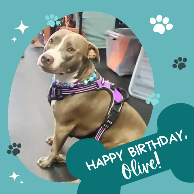Happy birthday, Olive! 🐾 Olive is such a friendly girl and we're so happy to have her! We enjoy watching her break out of her shell and really get playful while making friends!

#WorkingforWags #DogLove #TucsonArizona #PetSitting #TucsonPetCare