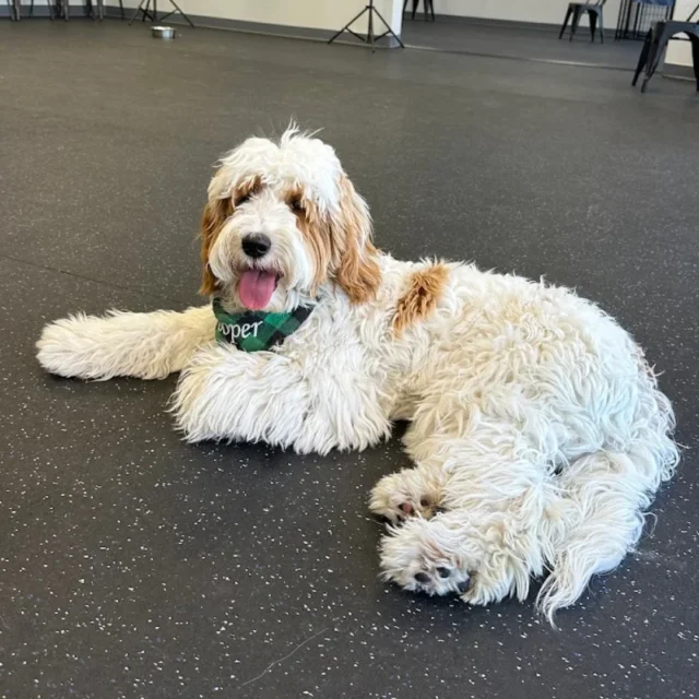 "I am a Travel Nurse and so happy I found Dogs of Tucson. The owner and workers care so much about your fur babies. They have fun activities for them and of course they meet new friends. Best Ever!!! I am here for 13 weeks and still became a member. Best deal ever 😊😊😊. Will miss you all. Thank you again, you all rock!!" – Kendra

Thank you, Kendra! You and your pups are missed! ❤️ We loved welcoming them as a part of our community, it made us so happy to watch them make friends and enjoy their time here. Thank you trusting us during your time in Tucson!

#DogsofTucson #DogLovers #TucsonBusiness #TucsonDogs #PetParent #DogPark #DogLovers #DogDaycare