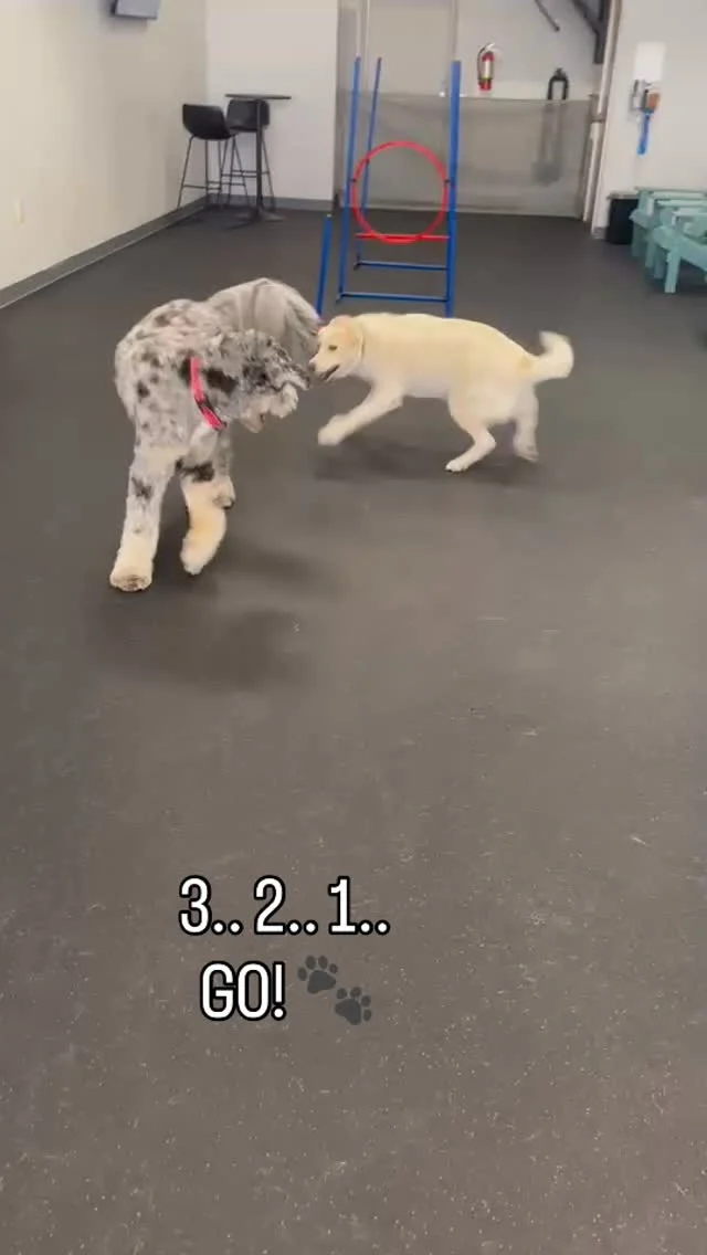 3.. 2.. 1.. GO! 🐾 
We love watching our pack learn how to play together, developing their own special styles and becoming lifelong furriends. 

#DogsofTucson #DogLovers #TucsonBusiness #TucsonDogs #PetParent #DogPark #DogLovers
