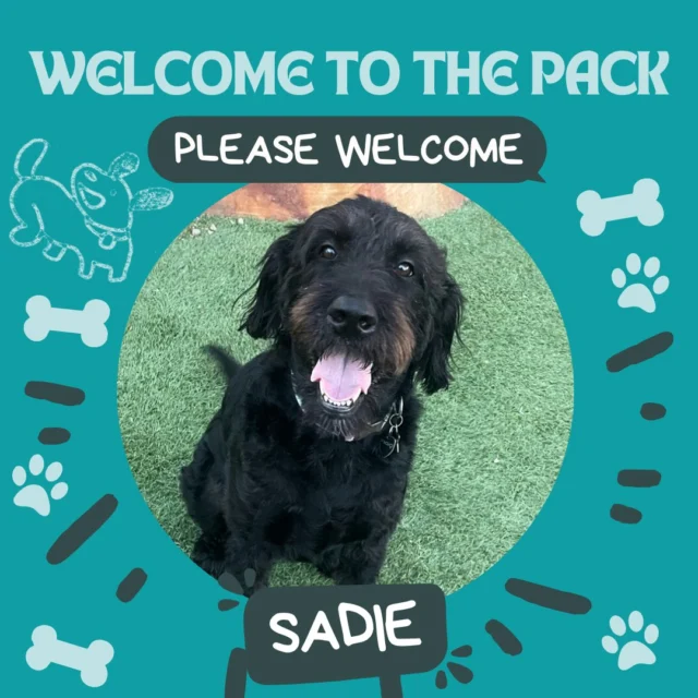 Say hi to Sadie! We can't be more excited to welcome this sweet girl while she makes new friends!

#DogsofTucson #DogLovers #TucsonBusiness #TucsonDogs #DogPark #Dogs