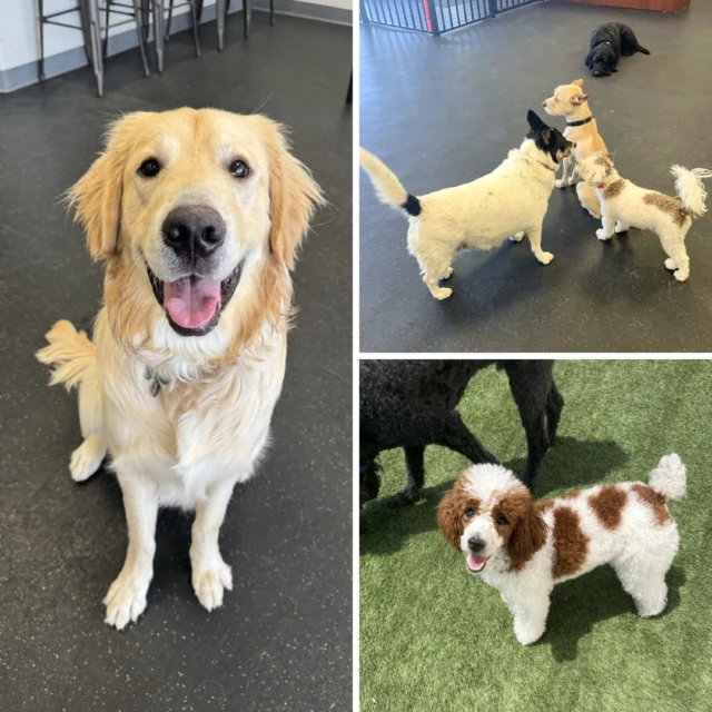 Why join Dogs of Tucson? We're much more than an indoor dog park! We're a community that creates a safe, happy space for dogs and their pawrents. Membership includes:⠀
⠀
🐾 Unlimited access to our spacious, indoor, air conditioned facility where your dog can run around and play no matter the weather.⠀
🐾 A safe pack for your dog to join, where all dogs have gone through a social eval, plus you can trust that they're vaccinated, spayed/neutered, and ready to socialize. ⠀
🐾 Local events made for dog lovers, giving you the opportunity to spend fun quality time with your dog and the community.⠀
🐾 Rufferee supervision! Our team is trained to make good dog-to-dog introductions, watch for ruff play, and ensure a safe and happy environment! ⠀
⠀
#DogsofTucson #DogLovers #TucsonBusiness #TucsonDogs #PetParent #DogPark #DogLovers #DogDaycare #DoggieDaycare