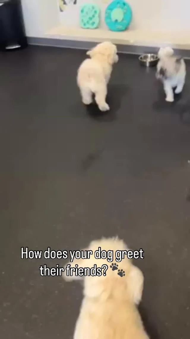 How does your dog greet their friends? 🐾 We’d be happy to help your dog create and maintain lifelong furriendships with our pack!

Join in the fun at Dogs of Tucson! 

#DogsofTucson #DogLovers #TucsonBusiness #TucsonDogs #PetParent #DogDaycare #DogFriends