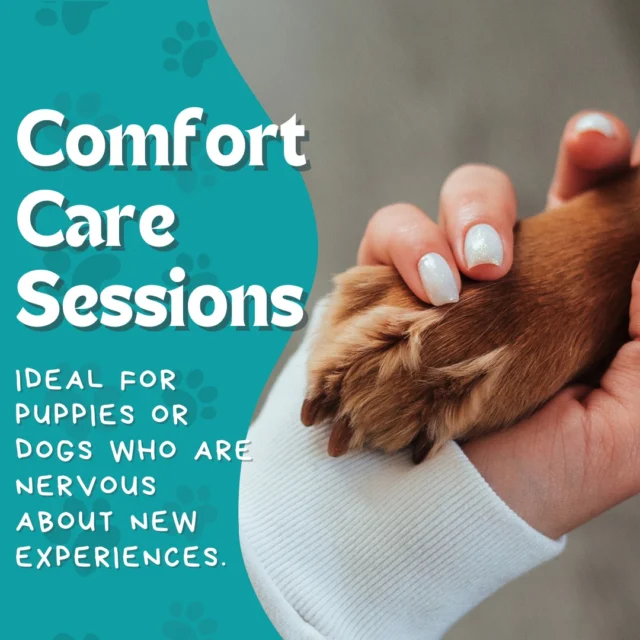 Do you dread needing to take your dog to the vet or dog groomer? Make the process easer on both of you! Sign them up for Comfort Care Sessions. ❤️

Our team will help get your dog more familiar and comfortable with professional human handling! These sessions are ideal for puppies or dogs who are uncomfortable with new experiences. We care about helping your best furriend feel more at ease!

Get in touch with us to see if your dog is a good candidate! 520-492-3015
#DogsofTucson #DogLovers #TucsonBusiness #TucsonDogs #PetParent #DogTraining