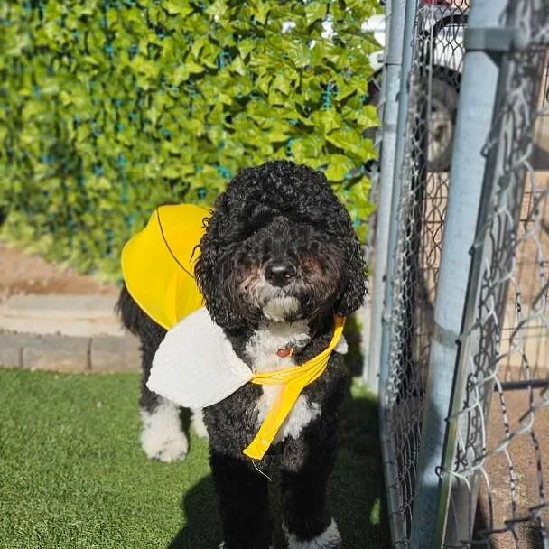 Happy Howl-ween! 🎃