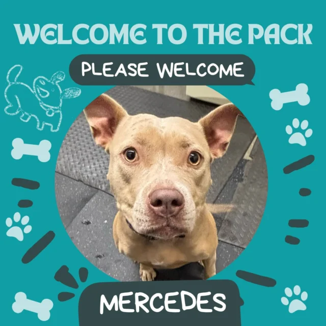 Please say hi to Mercedes! This cutie pie has such a sweet face and our team just can't get enough of her.

#DogsofTucson #DogLovers #TucsonBusiness #TucsonDogs #DogPark #Dogs