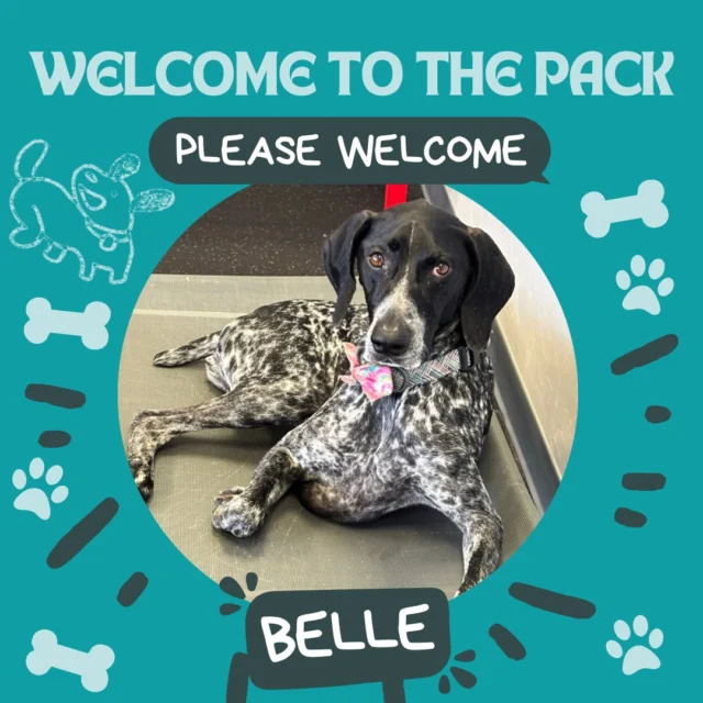 Please welcome Belle when you get the chance! Our team is so happy to have her join as a part of our pack!

#DogsofTucson #DogLovers #TucsonBusiness #TucsonDogs #DogPark #Dogs