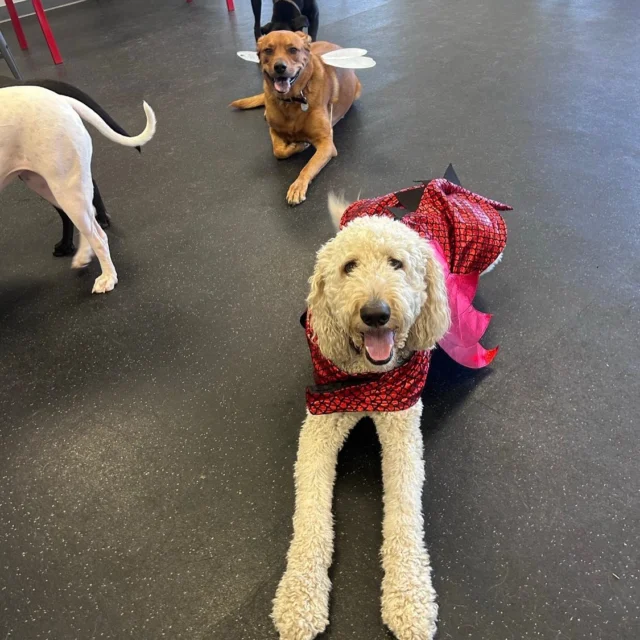 Happy Howl-ween 🎃 👻